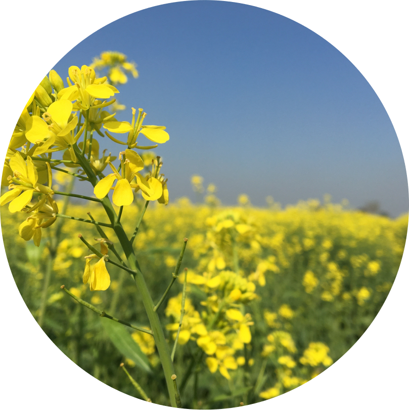 Hybrid Mustard - Shakti